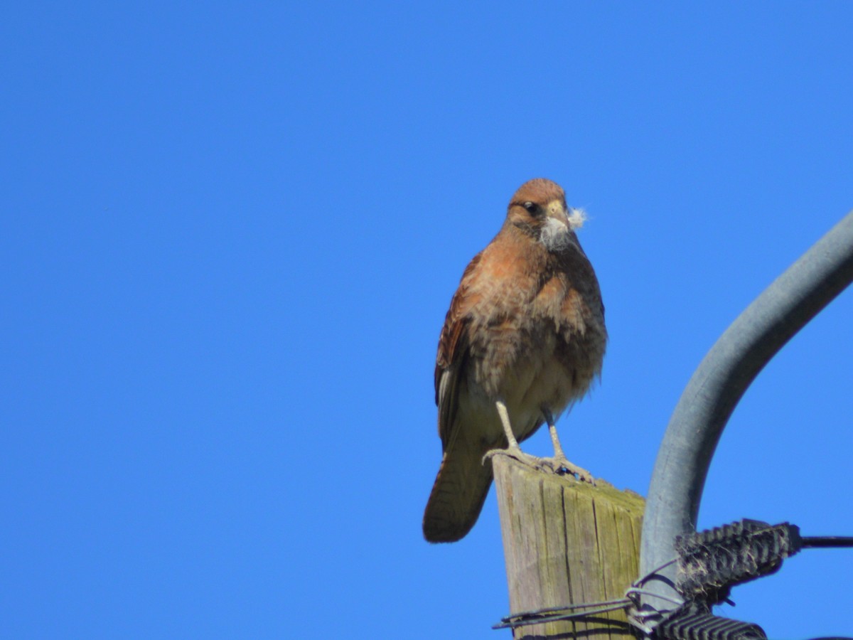 Chimango Caracara - ML408561811