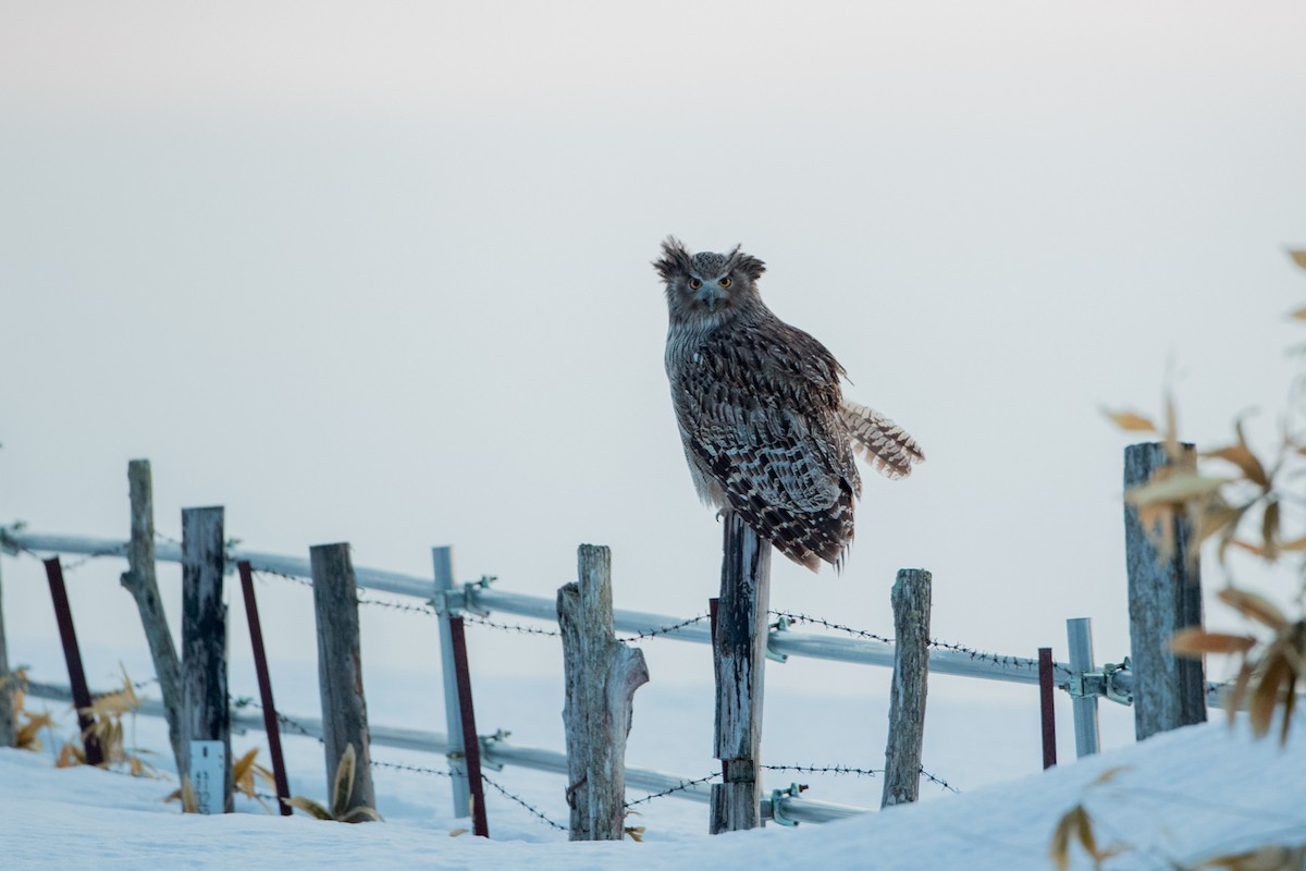 Blakiston's Fish-Owl - Eric Youngblood