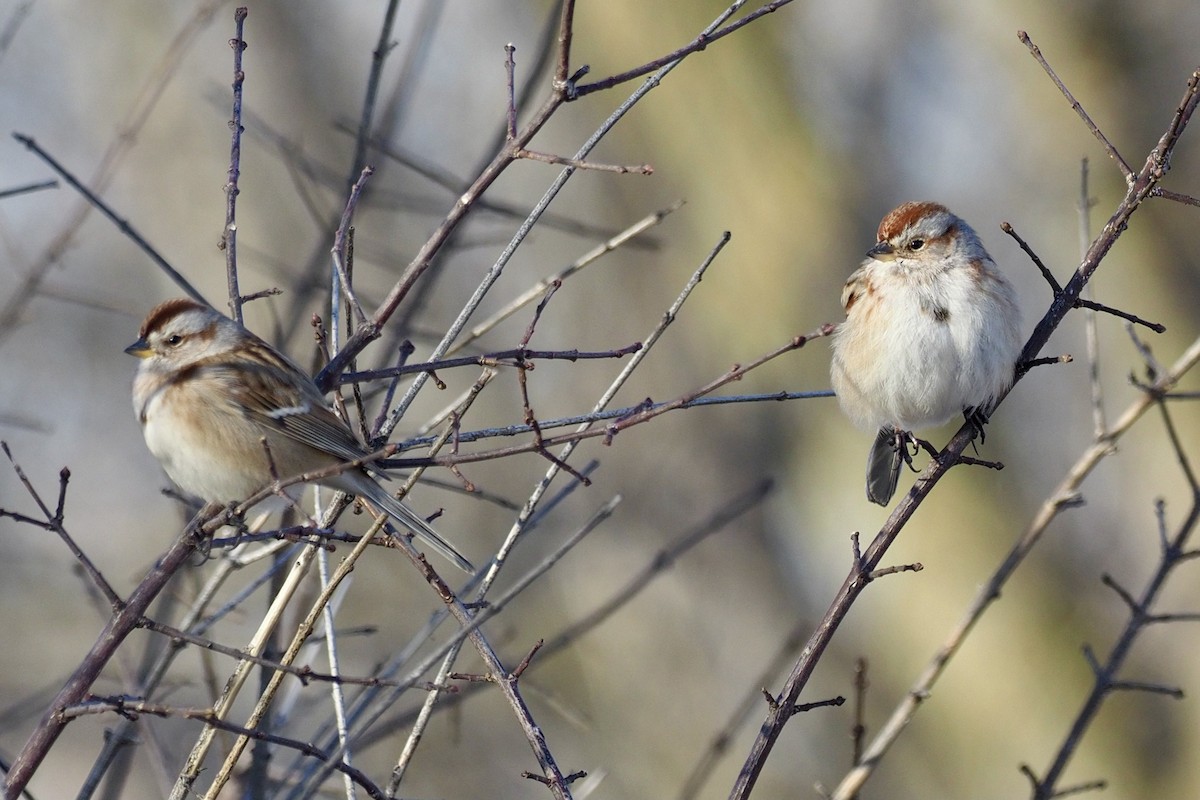 American Tree Sparrow - ML408562671