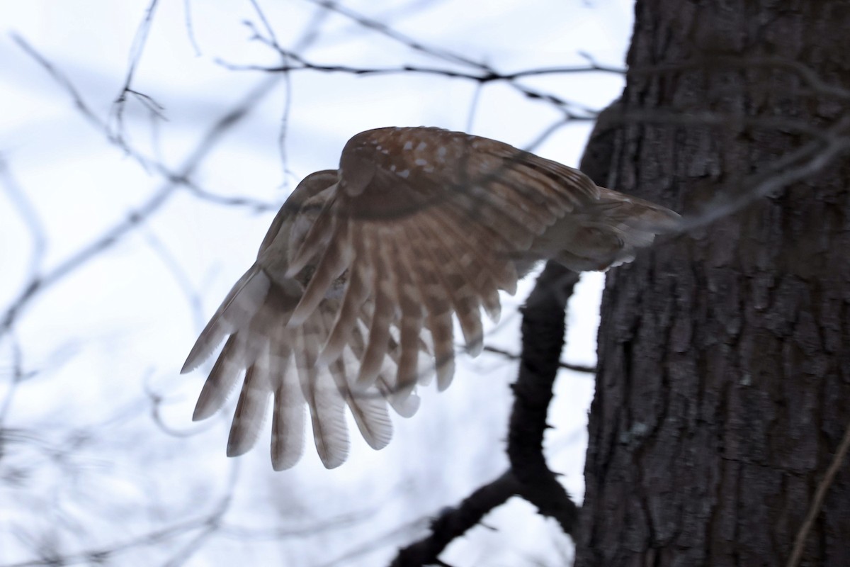 Barred Owl - ML408563391