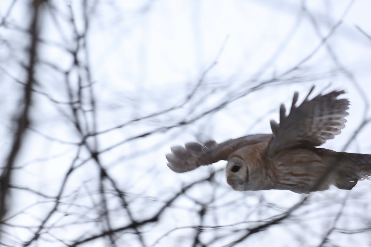 Barred Owl - ML408563421