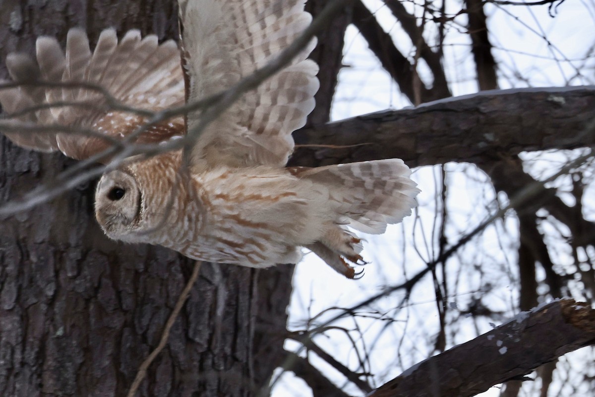 Barred Owl - ML408563441