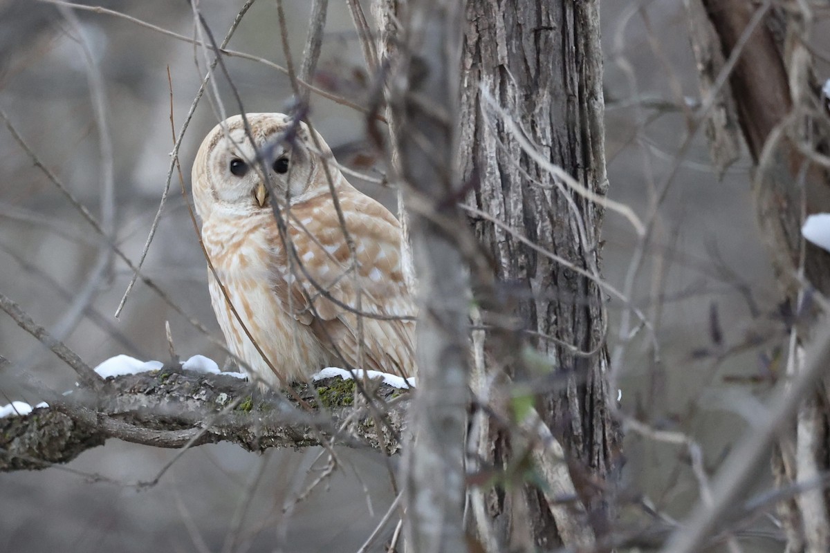 Barred Owl - ML408563461