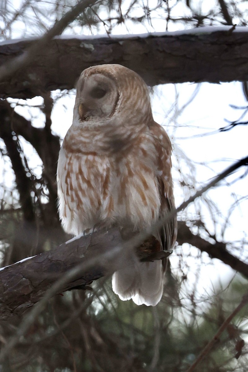 Barred Owl - ML408563471