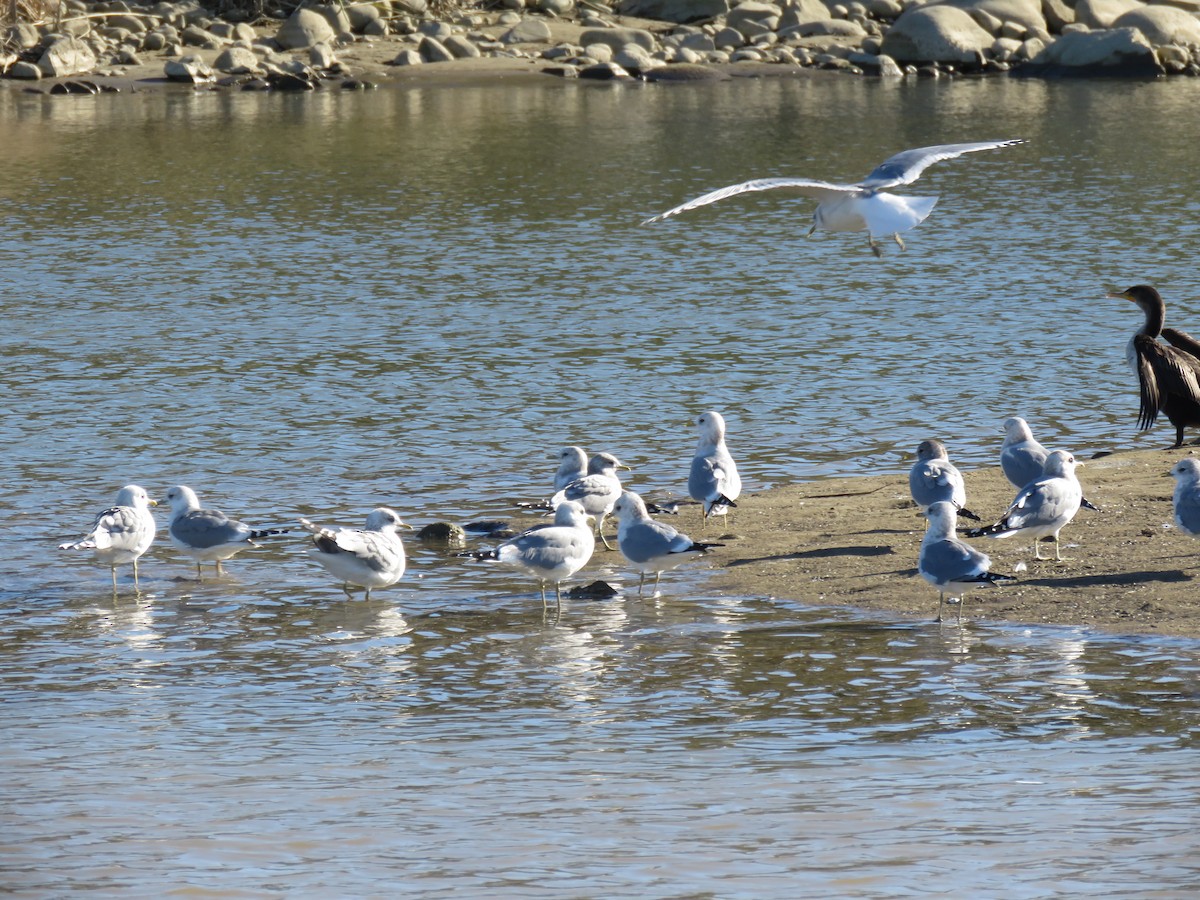 Short-billed Gull - ML408564561