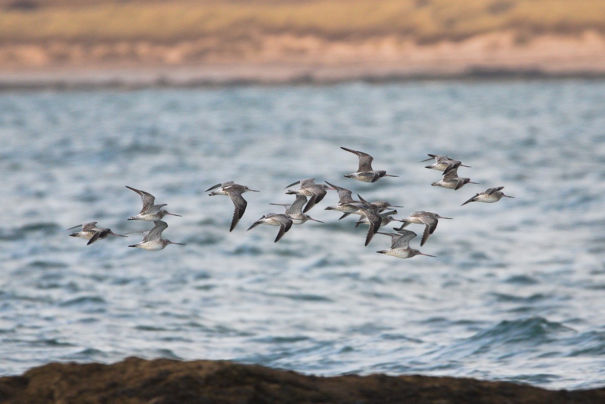 Bar-tailed Godwit - Zsolt Semperger