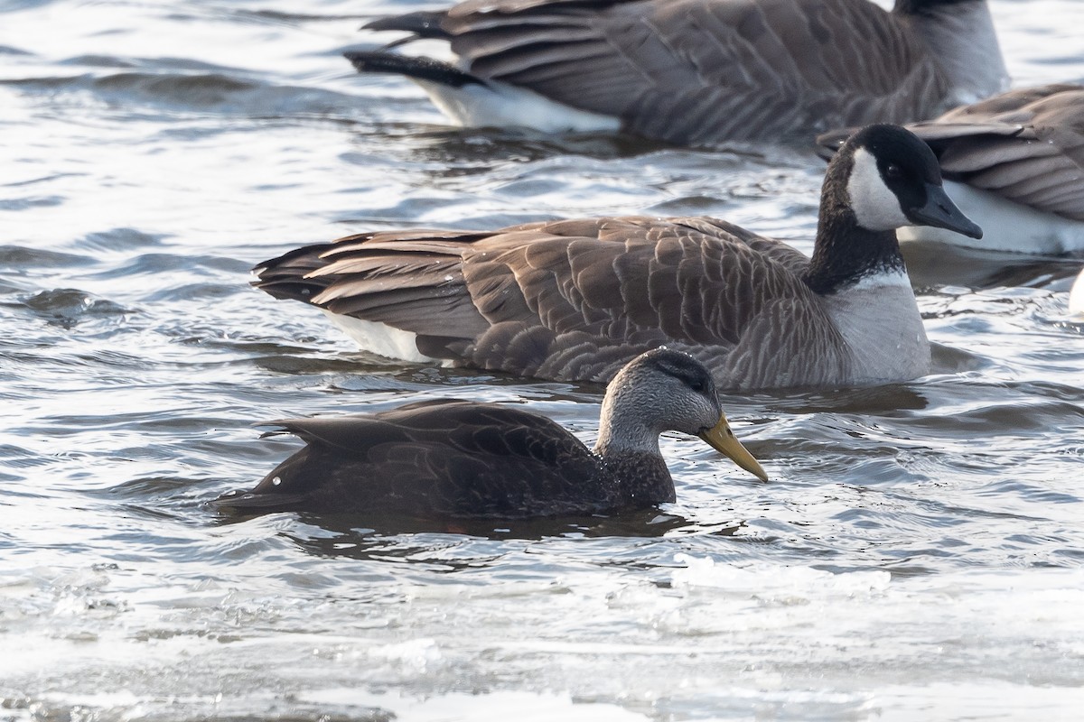 American Black Duck - ML408564961