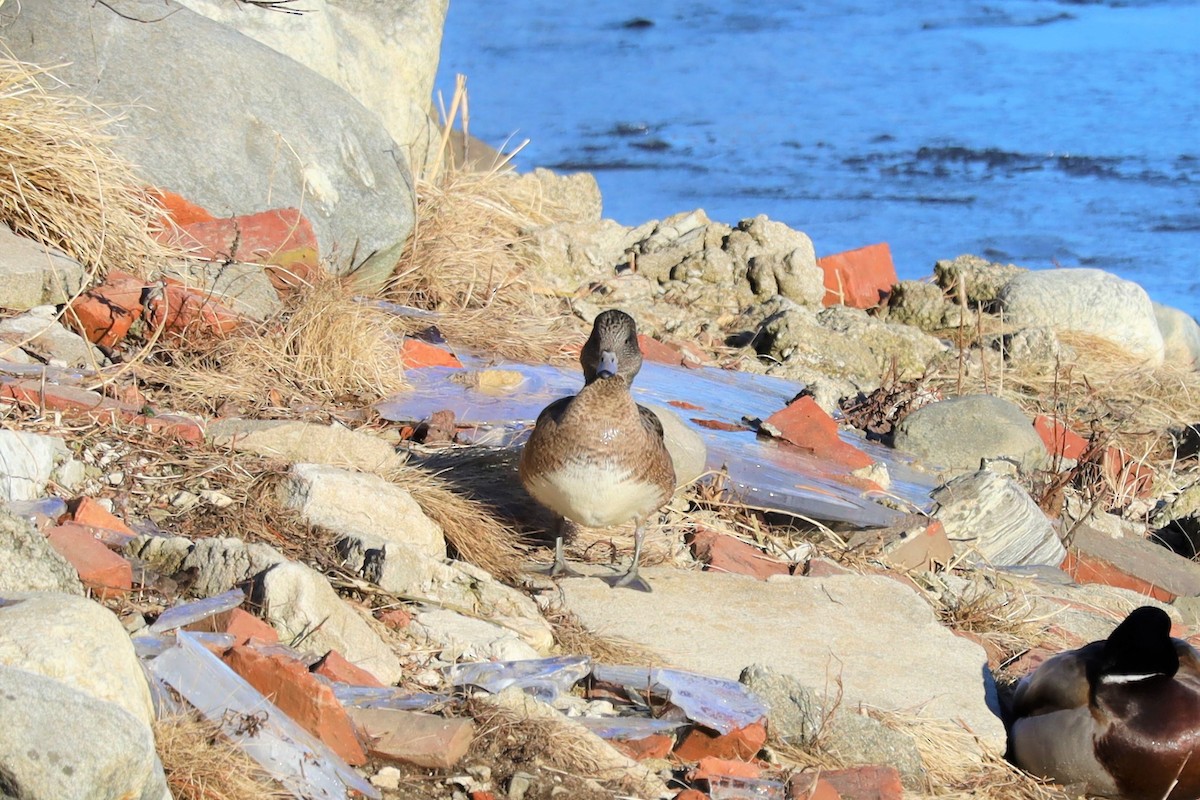 American Wigeon - ML408565361