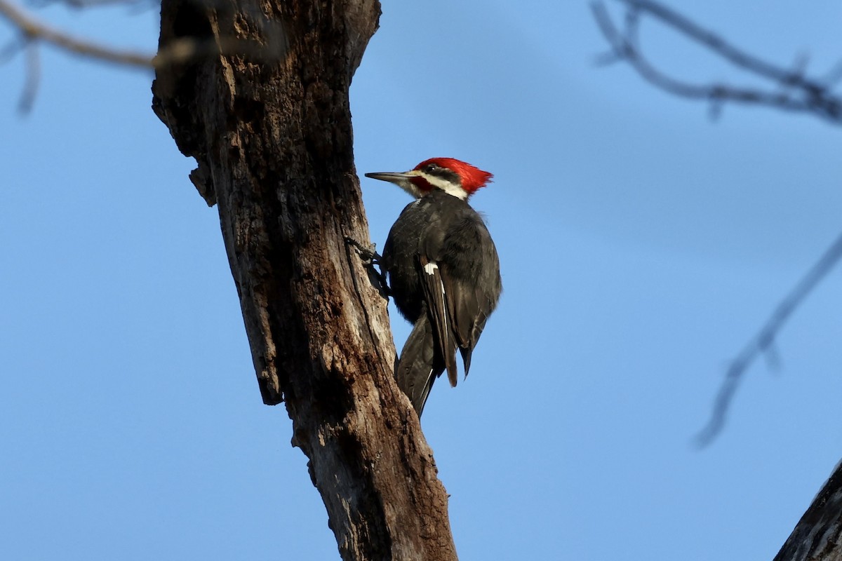 Pileated Woodpecker - ML408565391