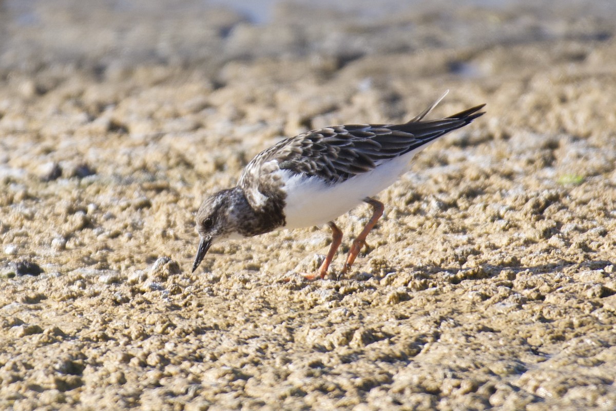 Ruddy Turnstone - ML408566181