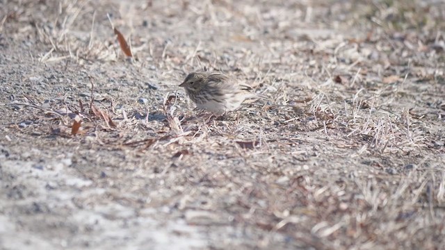 Savannah Sparrow - ML408566611