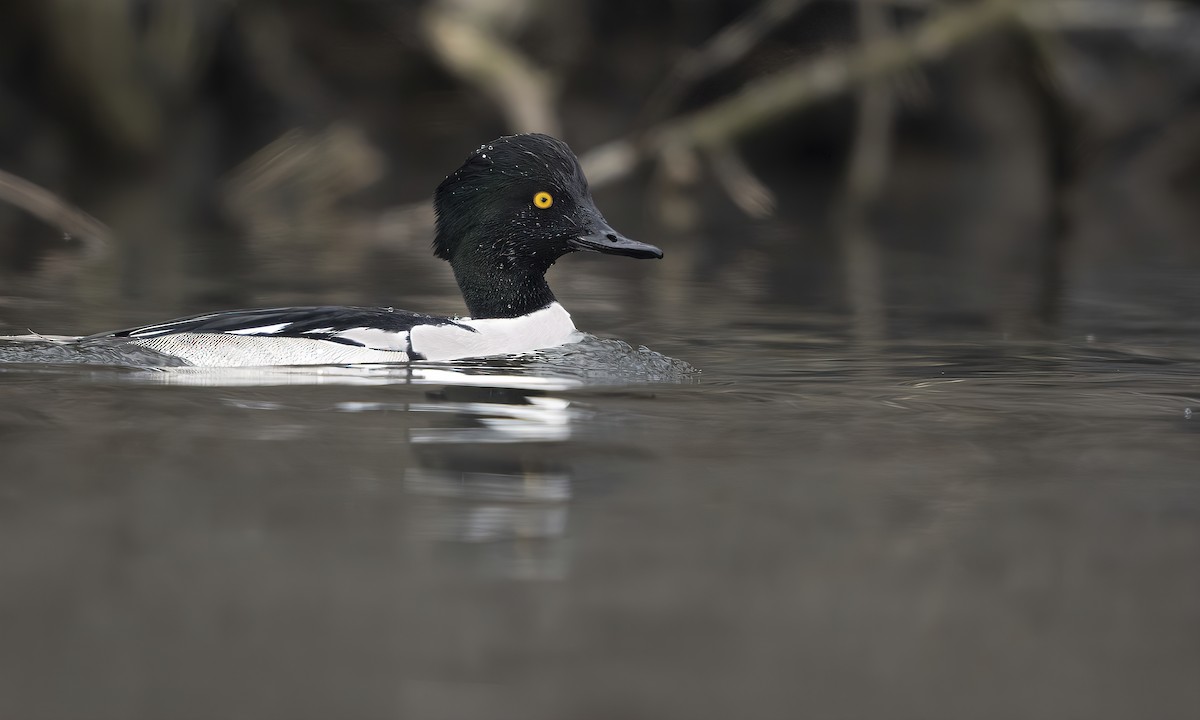 Common Goldeneye x Hooded Merganser (hybrid) - Matt Misewicz