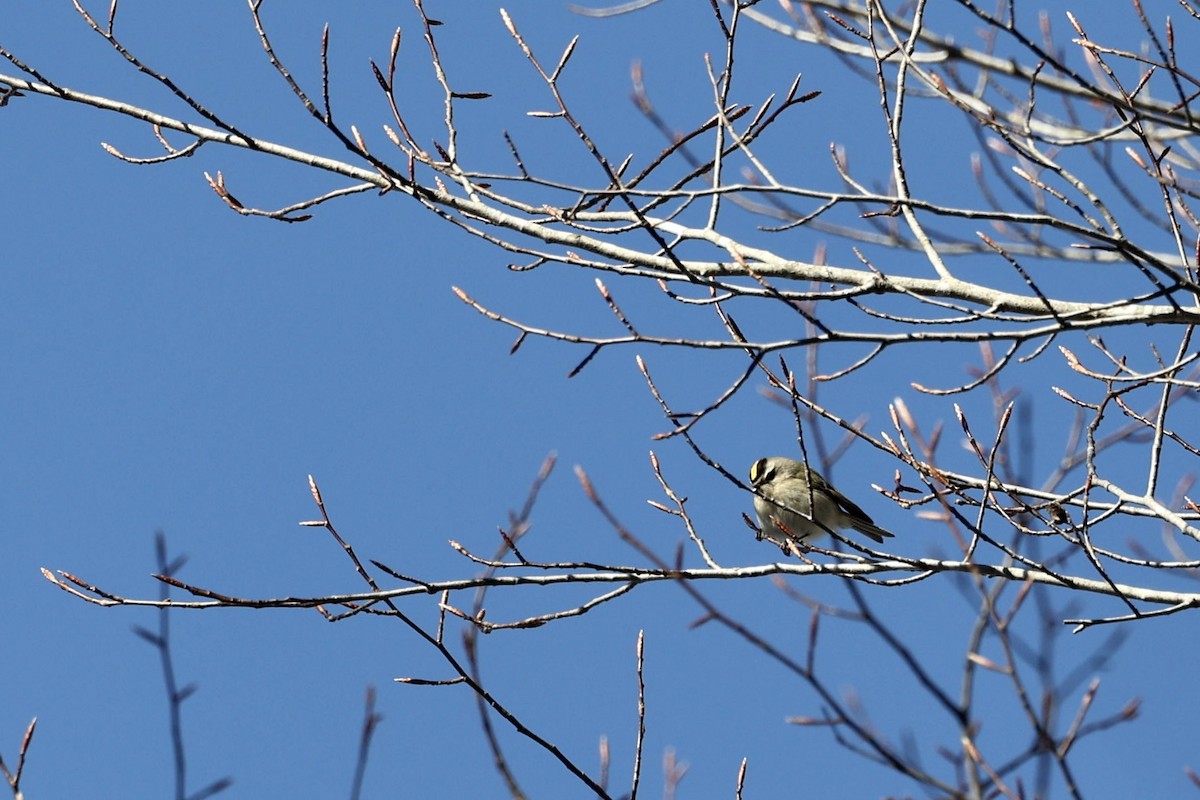 Golden-crowned Kinglet - ML408567191