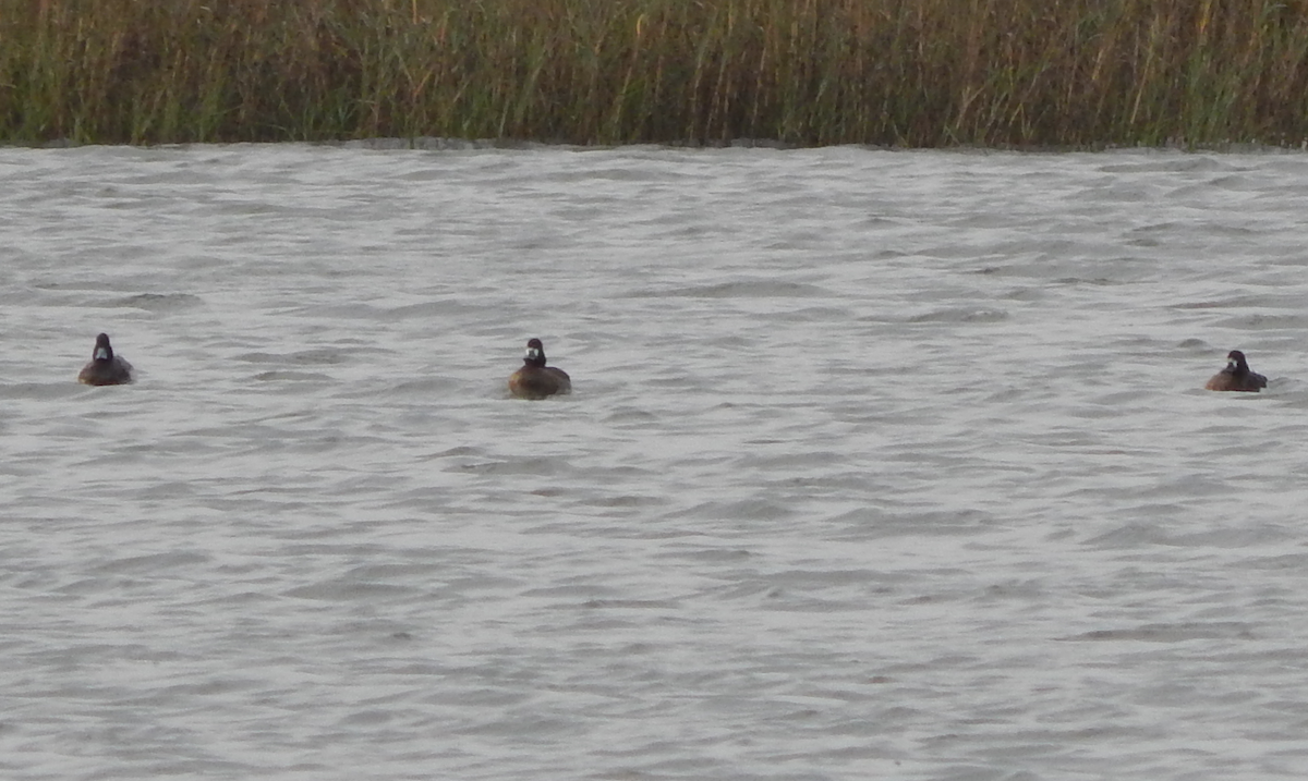 Greater Scaup - Marie Chappell