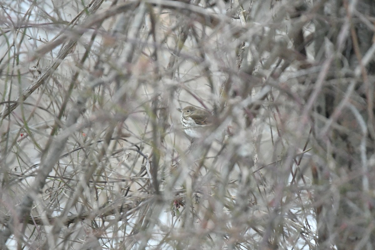 Hermit Thrush - ML408571831