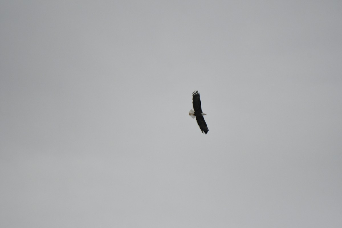 Bald Eagle - ML408572311