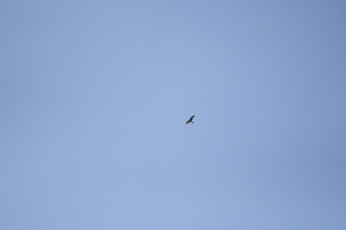 Northern Harrier - ML408573181