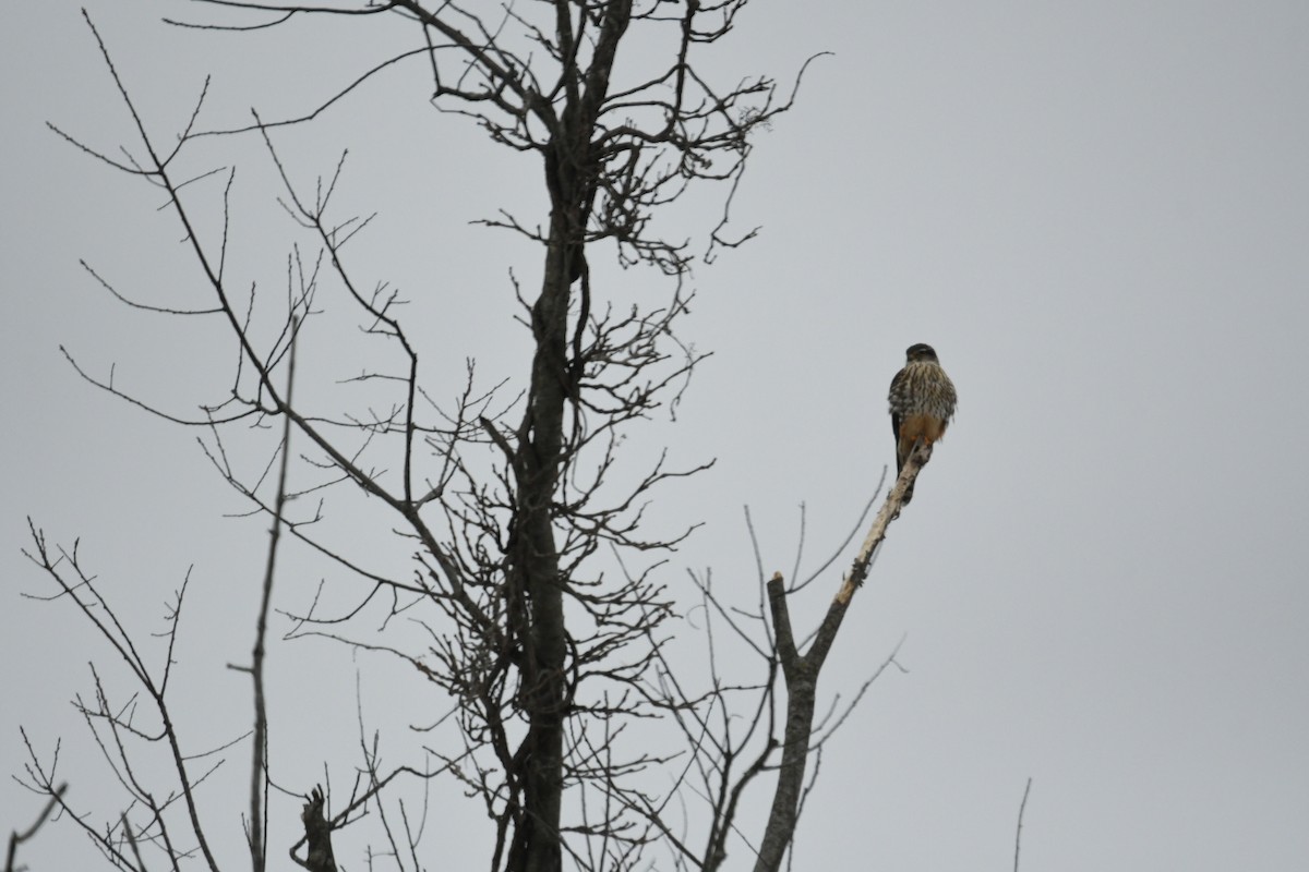 Merlin - ML408573361