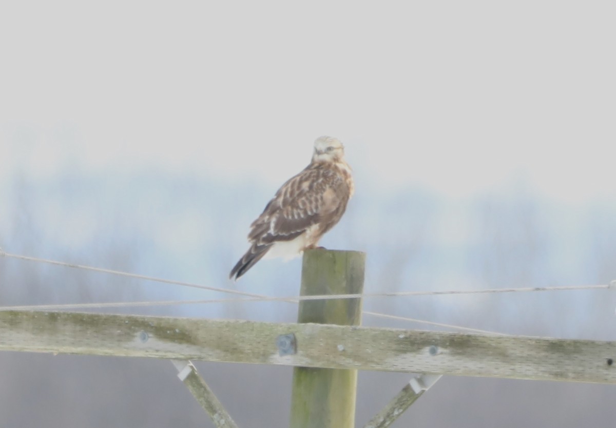 Rough-legged Hawk - ML408574121