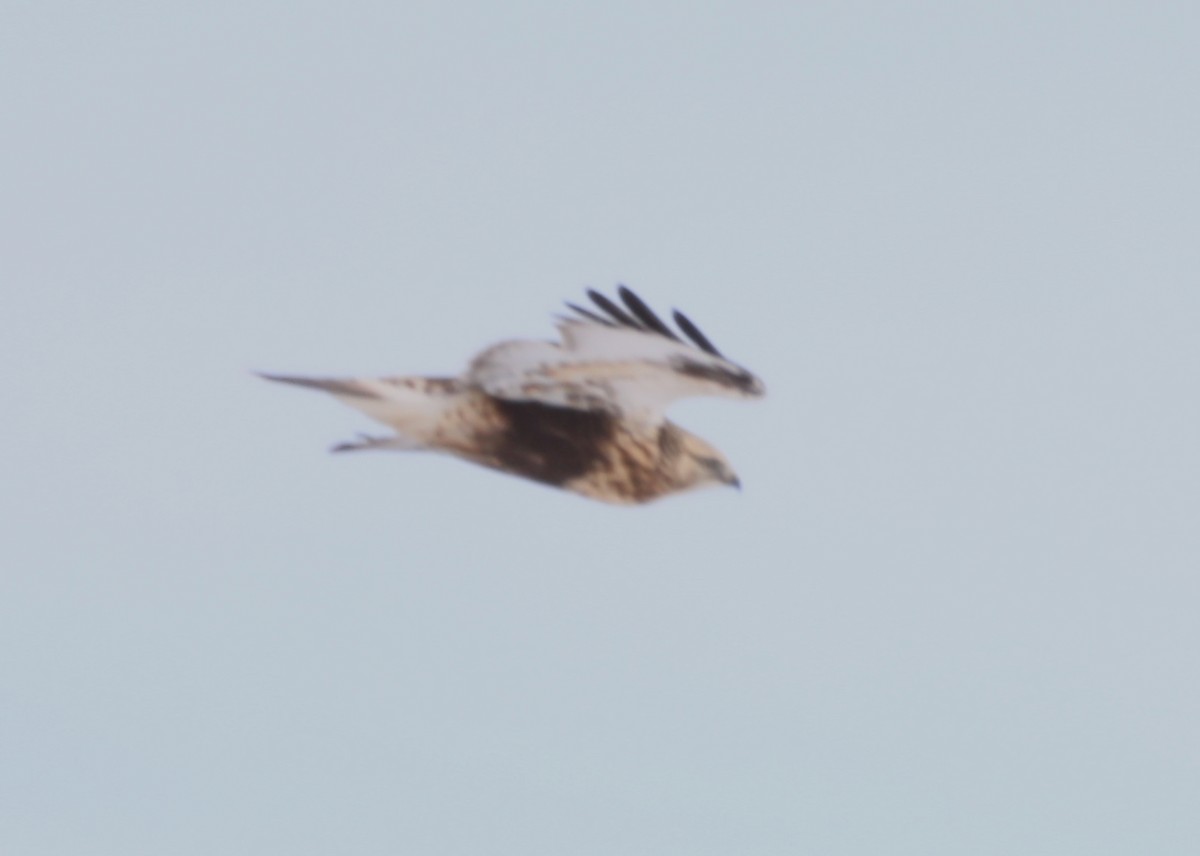 Rough-legged Hawk - ML408574131