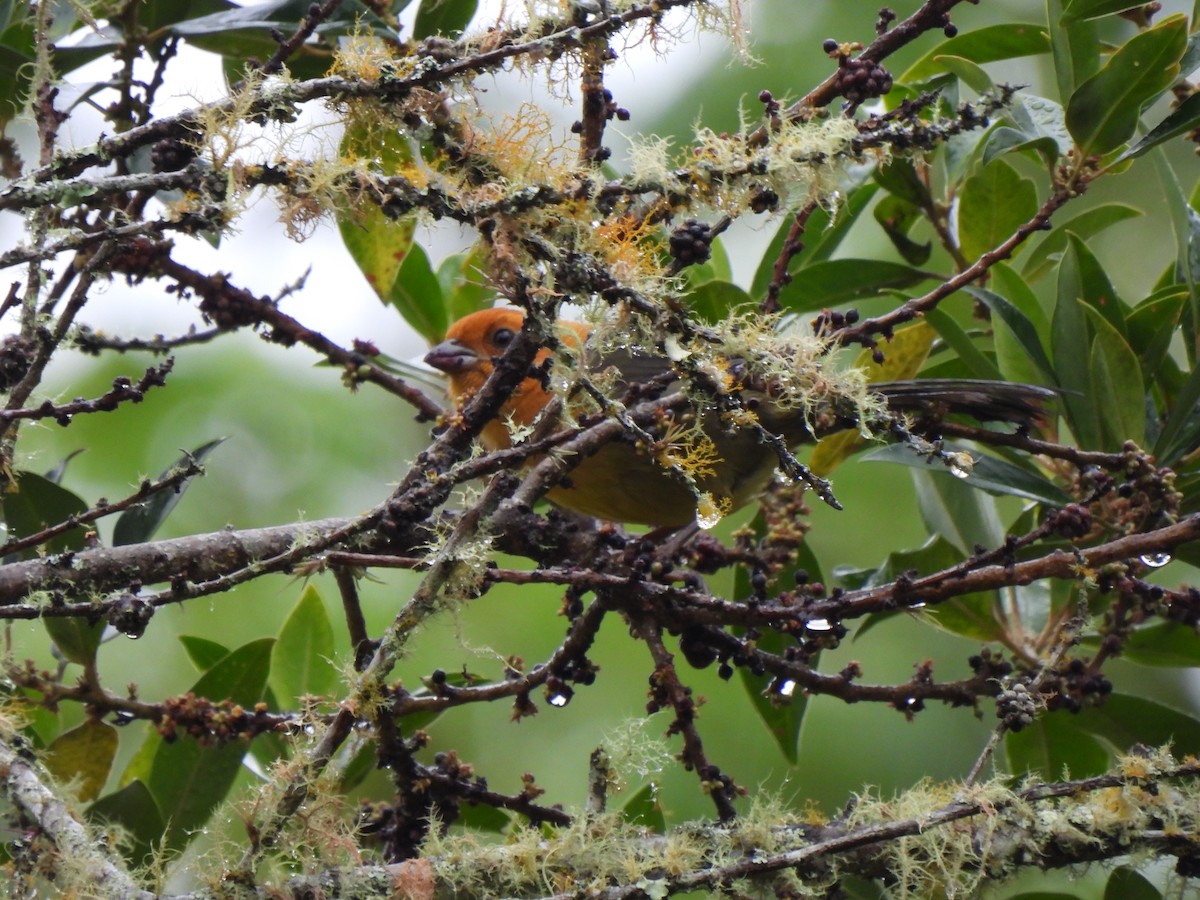 Ochre-breasted Brushfinch - ML408575931