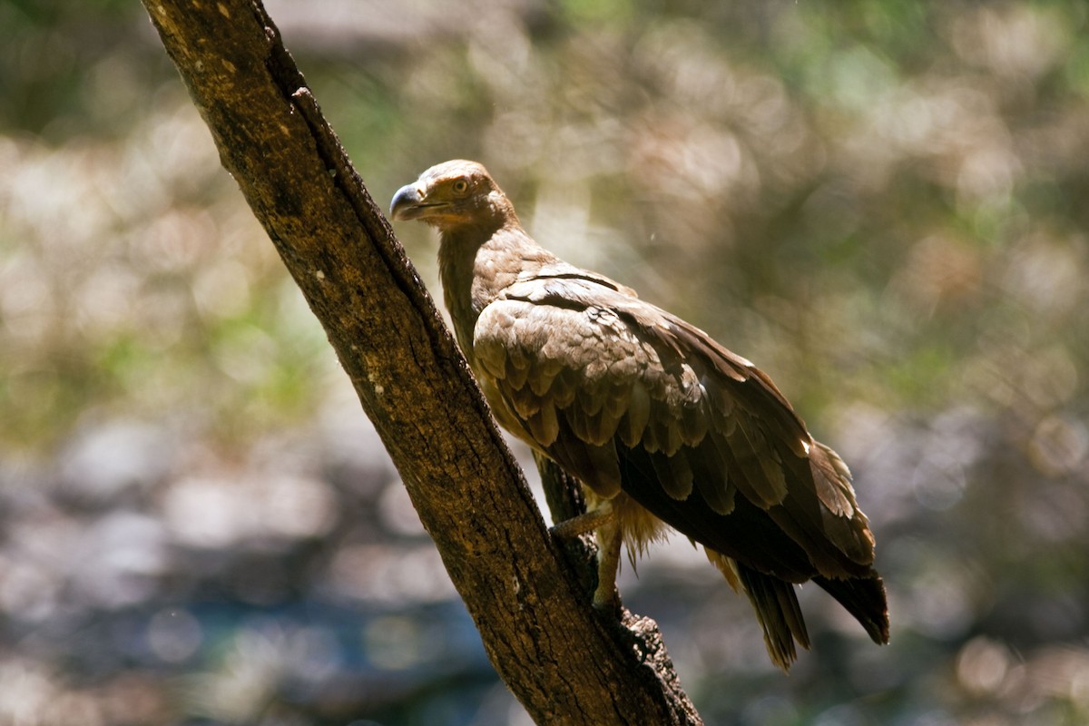 Tawny Eagle - ML40857661