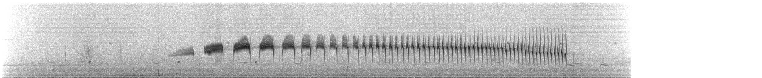 Weißstrichelcanastero - ML408576781