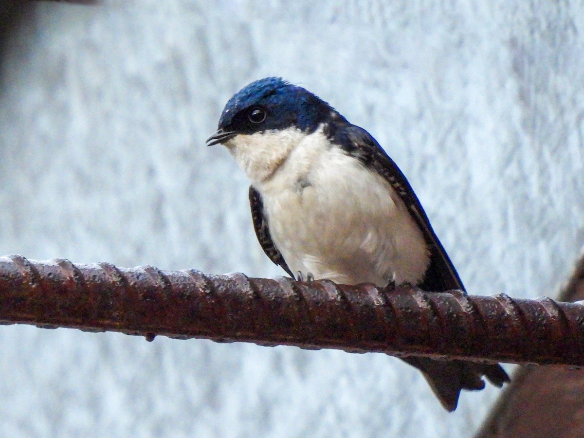 Blue-and-white Swallow - ML408579191