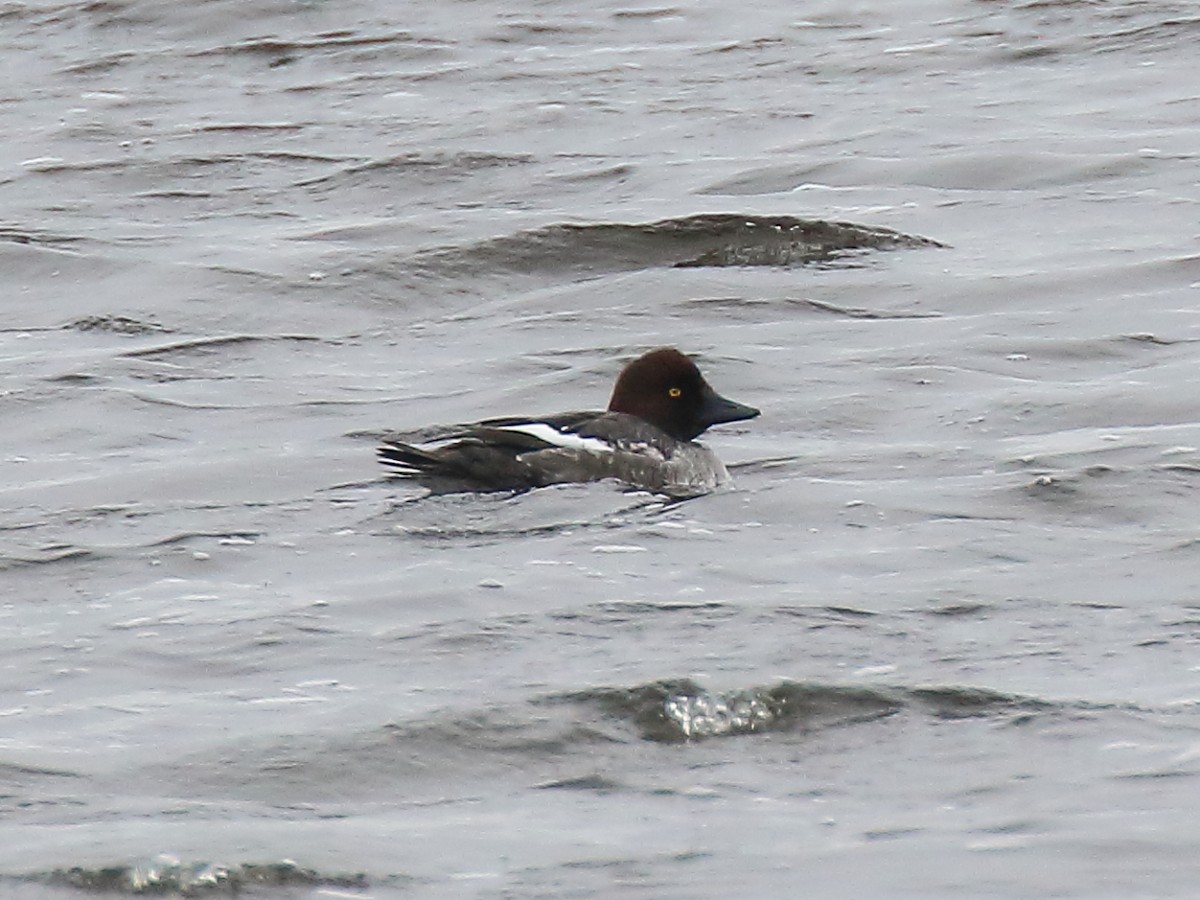 Common Goldeneye - ML408579711