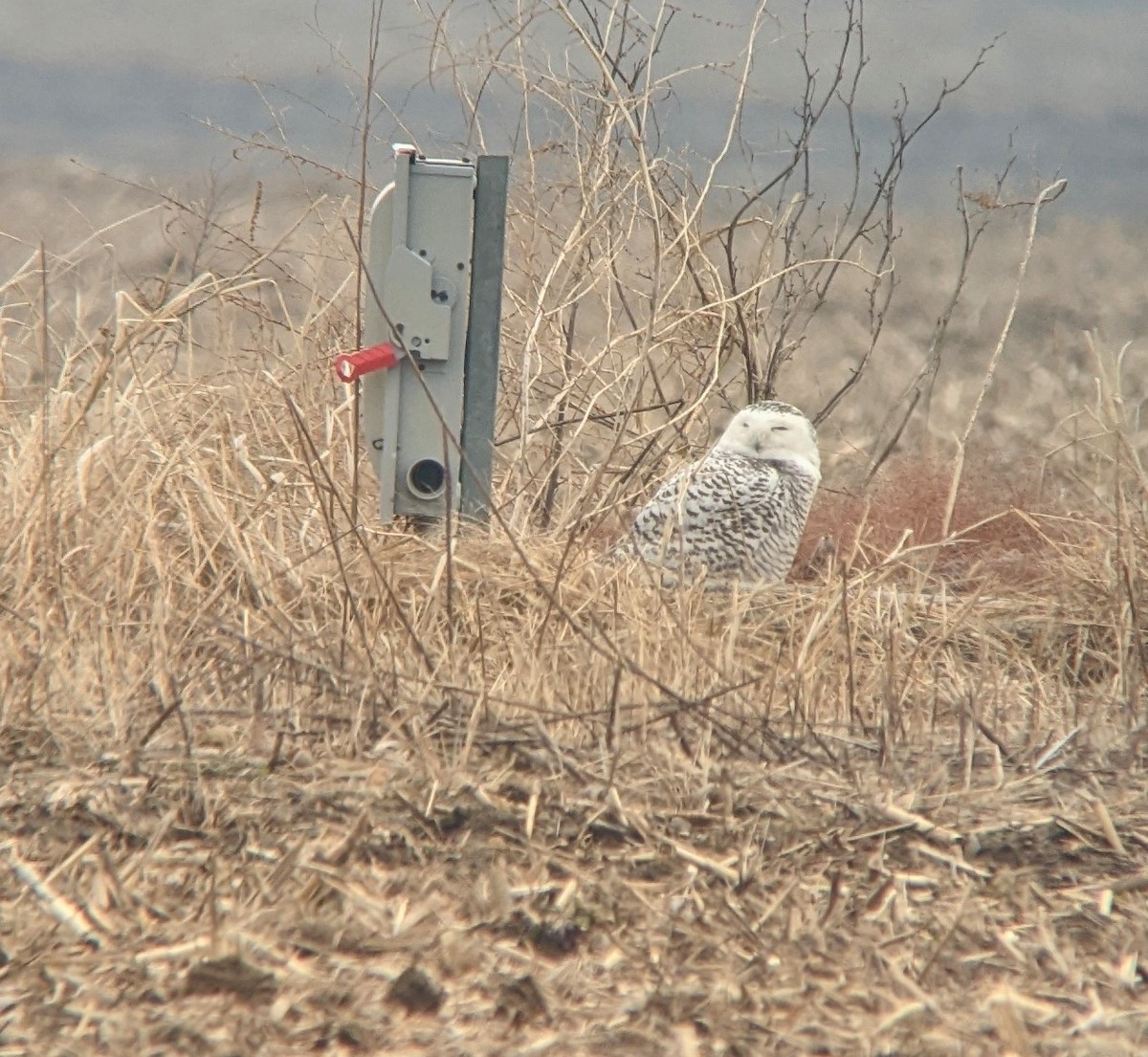 Snowy Owl - ML408579891