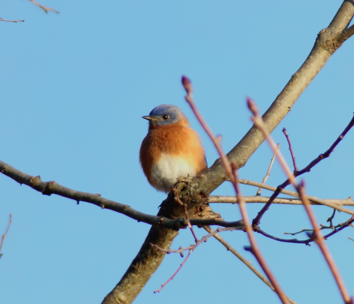 Eastern Bluebird - ML408581531