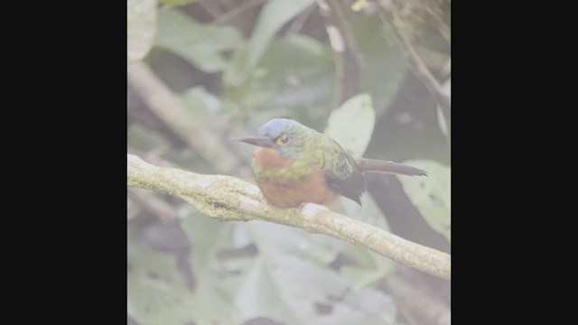 Coppery-chested Jacamar - ML408581831