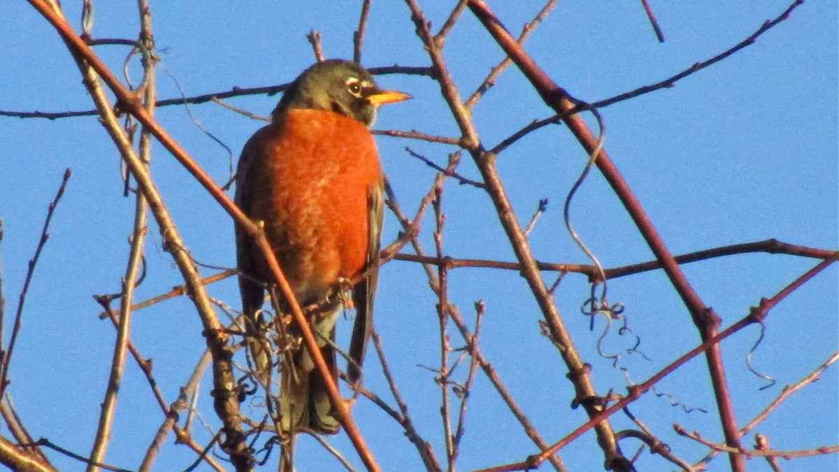 American Robin - ML408582771