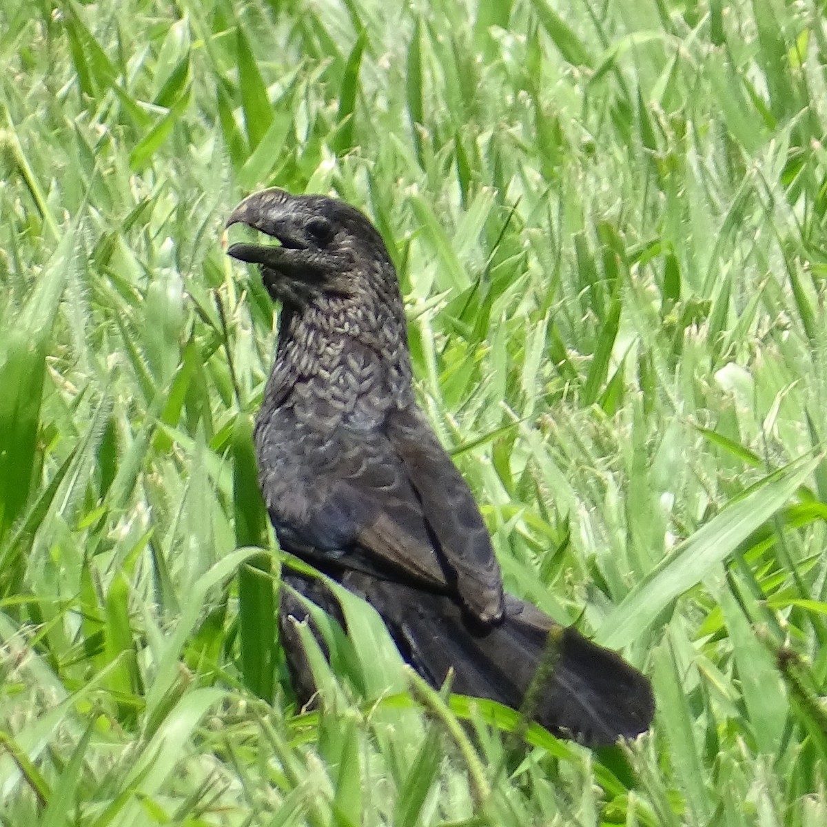 Smooth-billed Ani - ML408582951