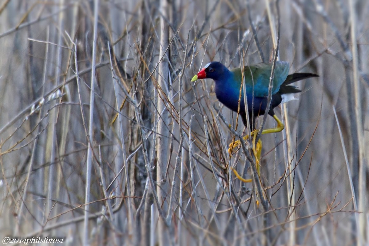 Purple Gallinule - ML408583211