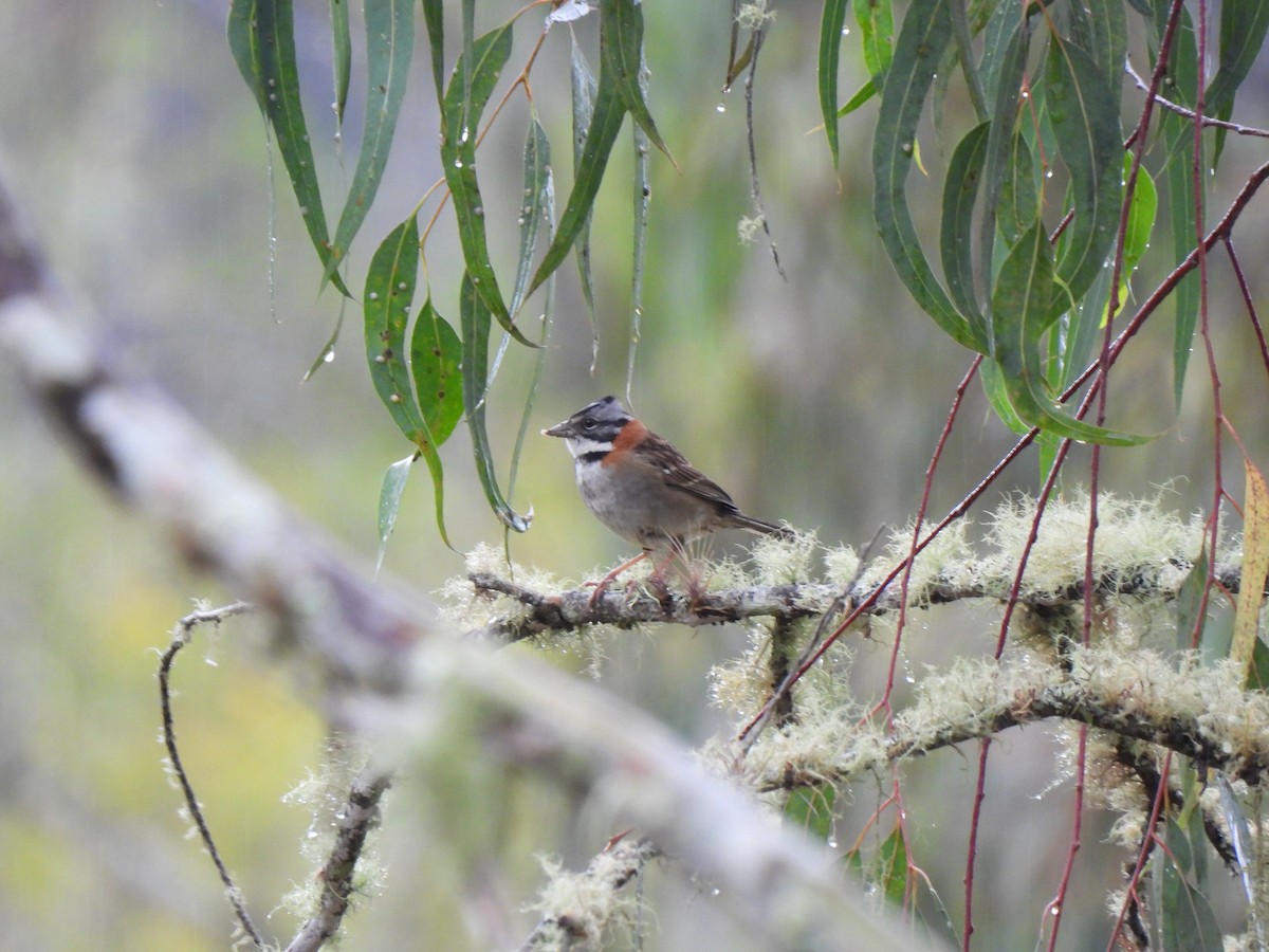 Rufous-collared Sparrow - ML408585361