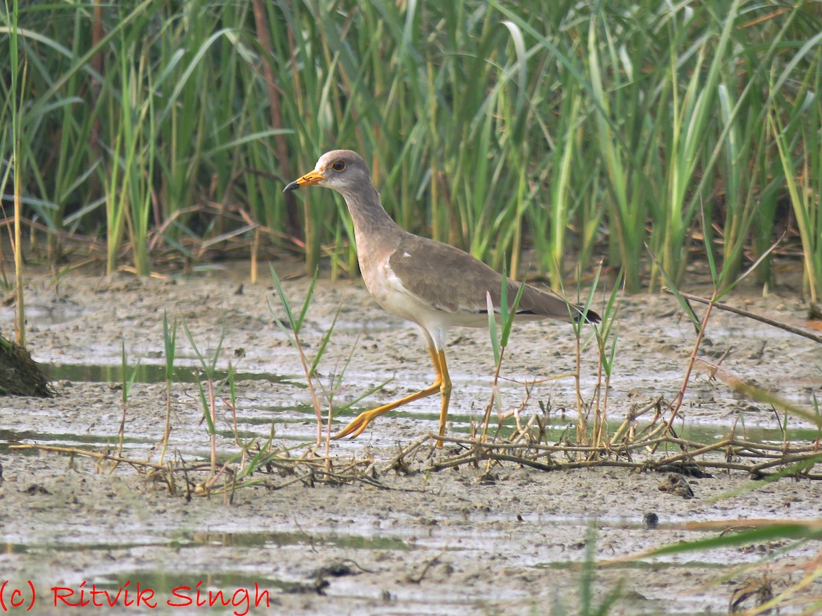 Gray-headed Lapwing - ML408586061