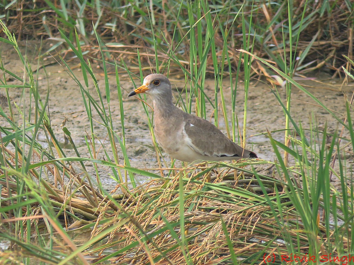 Gray-headed Lapwing - ML408586181