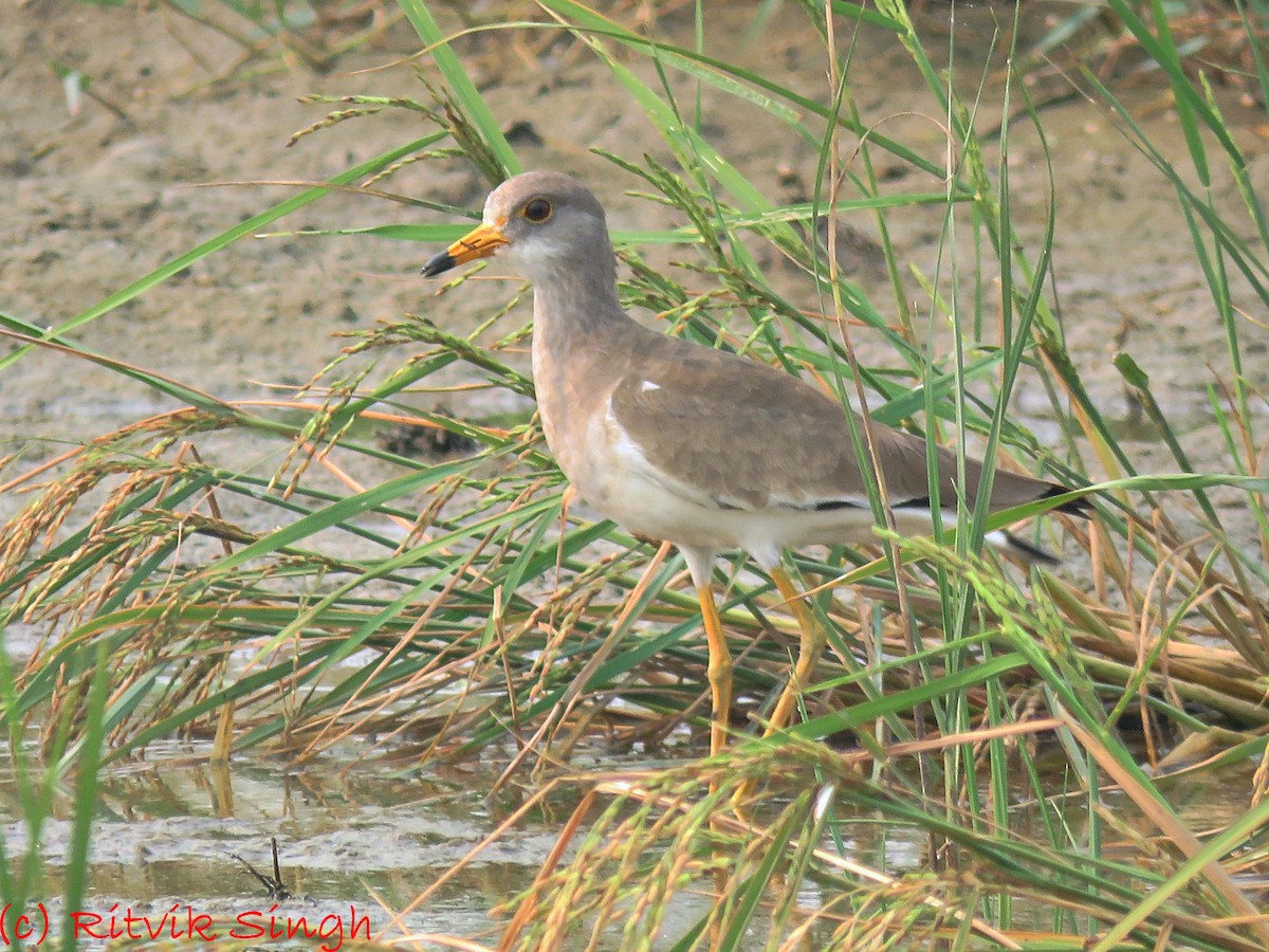 Gray-headed Lapwing - ML408586221