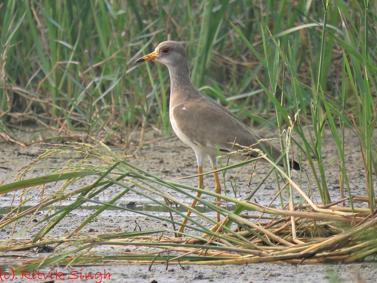 Gray-headed Lapwing - ML408586231