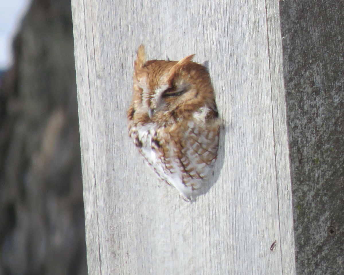 Eastern Screech-Owl - Jim Mead