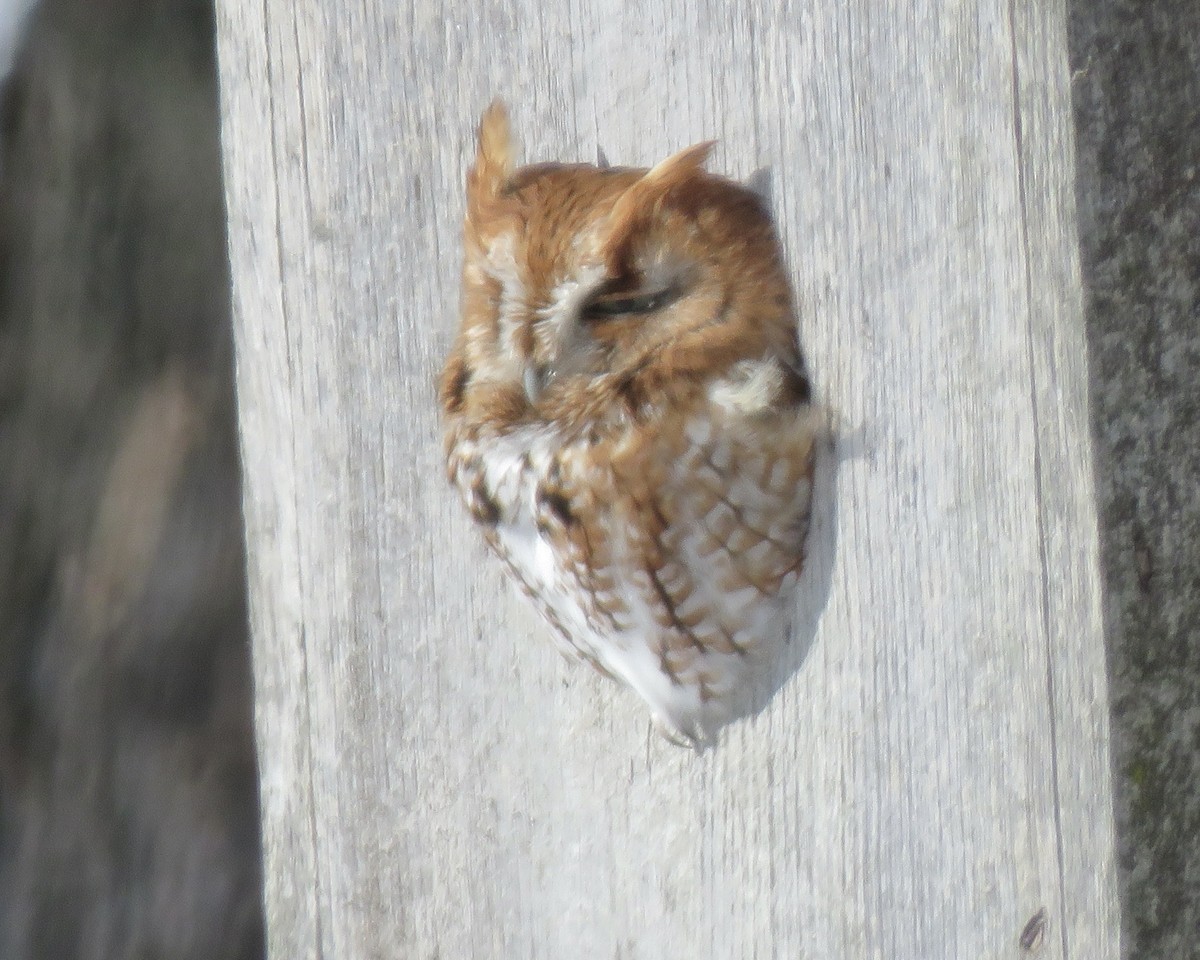 Eastern Screech-Owl - ML408586361