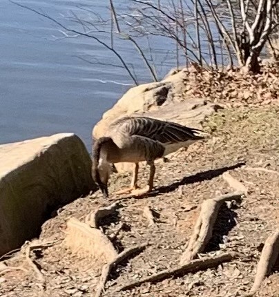 Swan Goose (Domestic type) - ML408586831