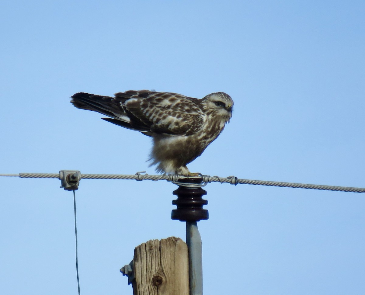 Rough-legged Hawk - ML408587401