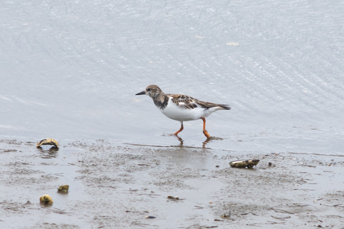 Алаг хайргач - ML408587911