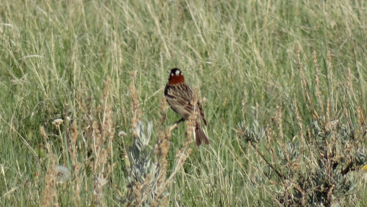 Chestnut-collared Longspur - ML408588021