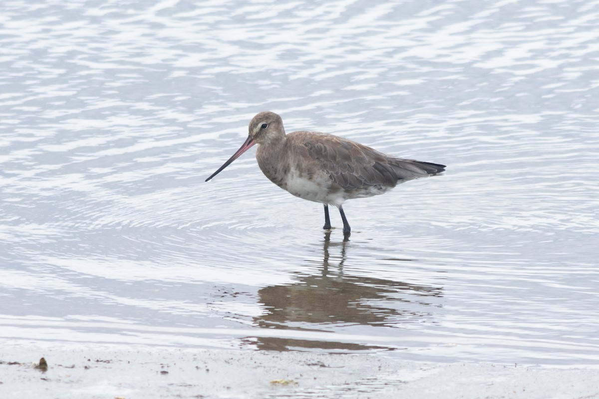 Hudsonian Godwit - ML408588151