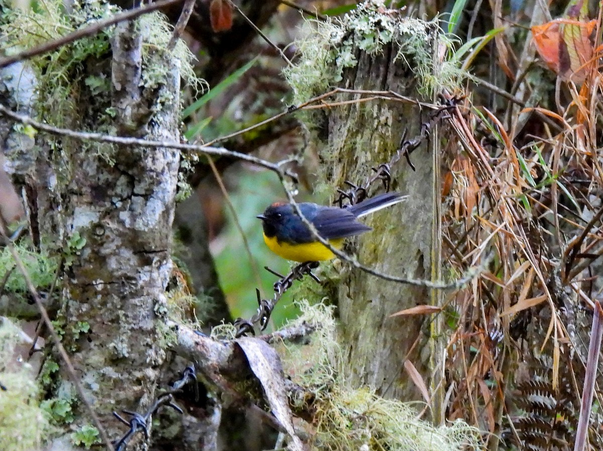 Slate-throated Redstart - ML408588311
