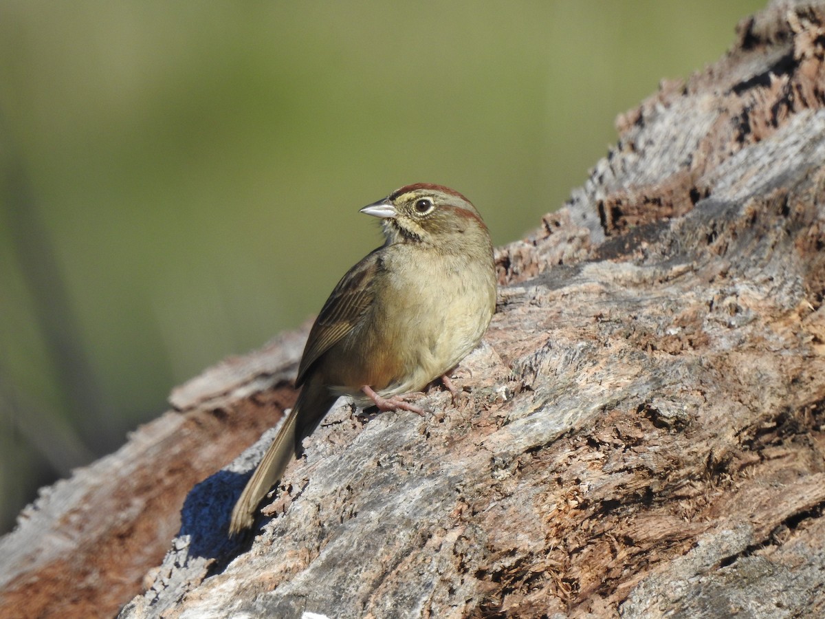 Rufous-crowned Sparrow - ML408589741