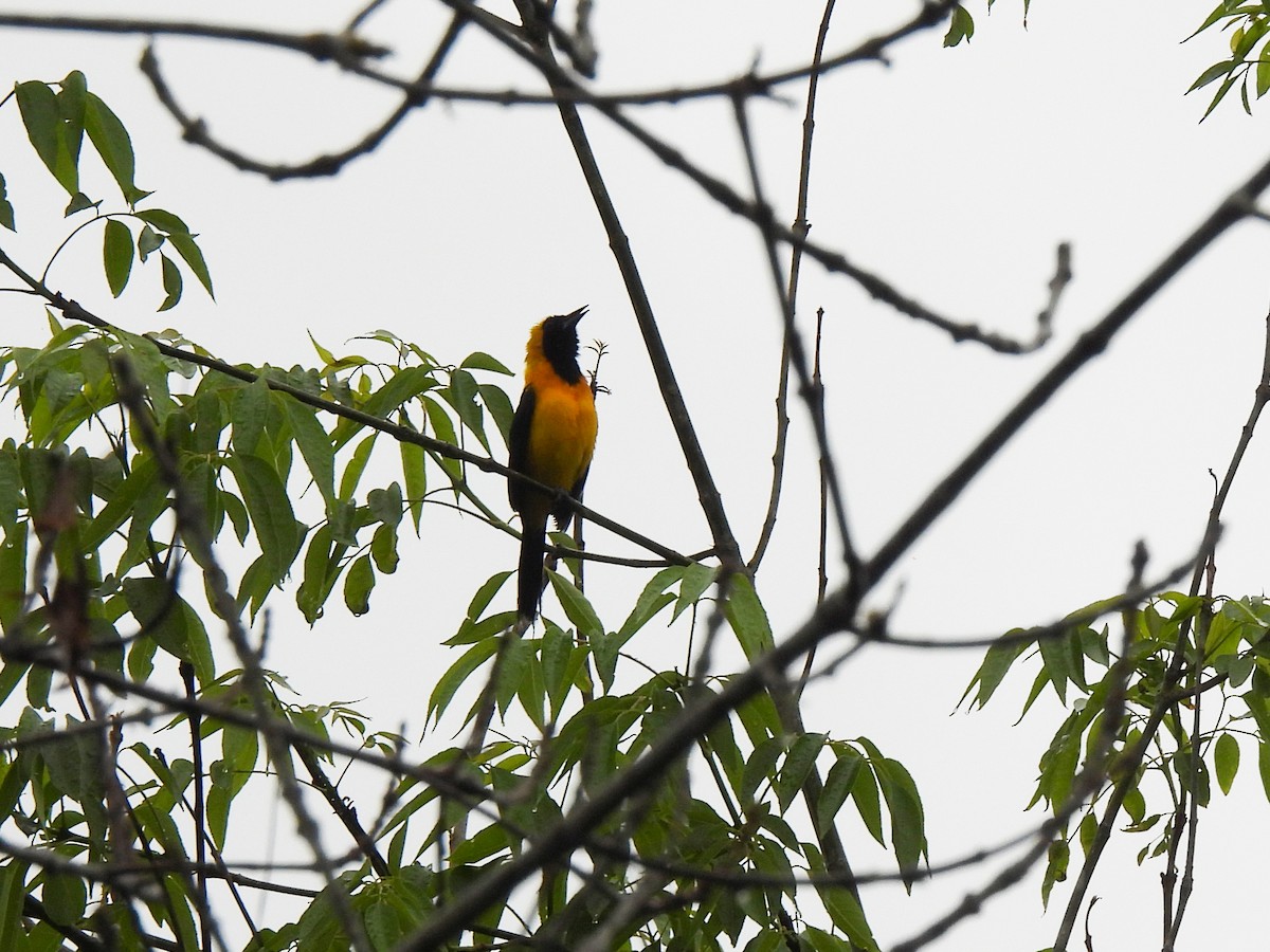 Yellow-backed Oriole - ML408590141